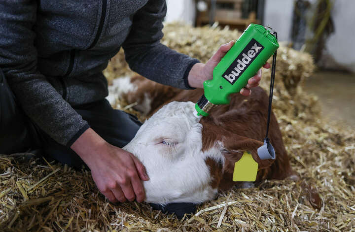 Buddex Akku-Enthorner